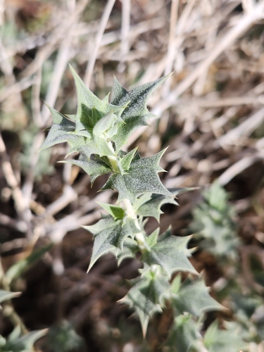 Image of Salvia greatae by no rights reserved