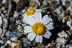 Eriophyllum wallacei rubellum