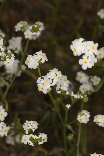Image of Cryptantha utahensis by (c) Steve Matson, some rights reserved (CC BY)