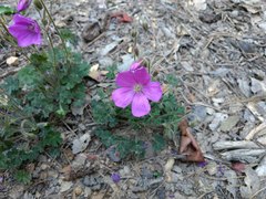 Geranium crenatifolium