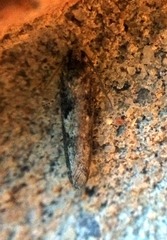 Pseudexentera mali
