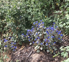 Phacelia campanularia
