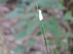 Scirpophaga nivella