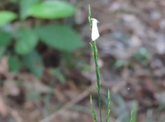 Scirpophaga nivella