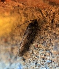 Pseudexentera mali