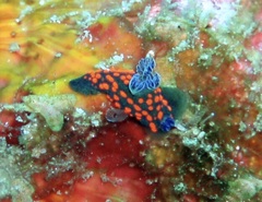 Nembrotha