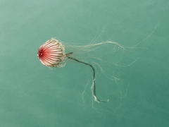 Chrysaora pacifica