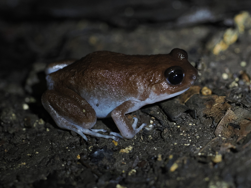 Moluccan Callulops Frog