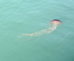 Chrysaora pacifica