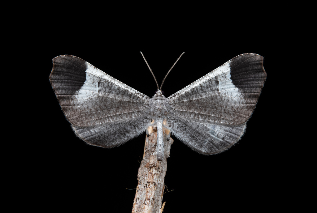 Macrosoma coscoja