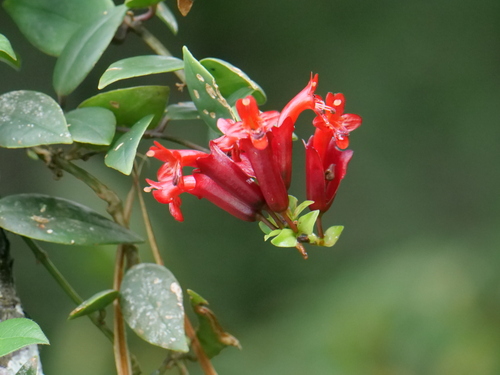 Aeschynanthus truncatus