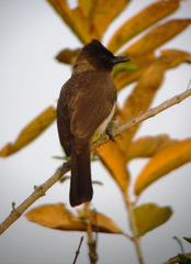 Pycnonotus barbatus layardi