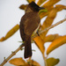 Northern Dark-capped Bulbul - Photo (c) carmelo_lopez, some rights reserved (CC BY-NC), uploaded by Carmelo López Abad
