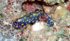 Hypselodoris roo