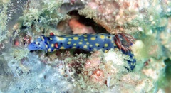Hypselodoris roo