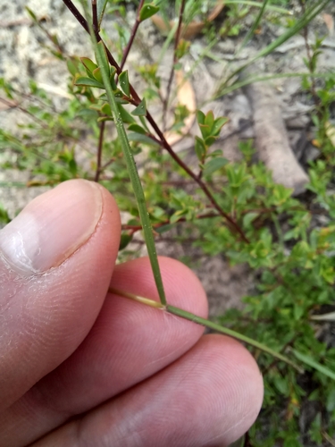 Image of Rytidosperma pallidum by (c) Peter Crowcroft, some rights reserved (CC BY)