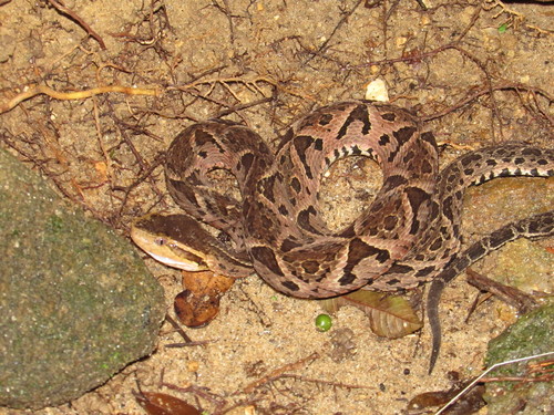 Photo of a Jararacussu (Bothrops jararacussu)