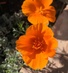 Eschscholzia californica