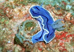 Chromodoris willani