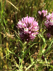 Castilleja densiflora