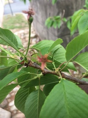 Rosaceae