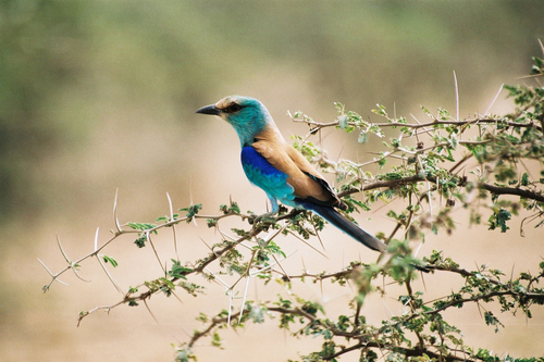 Carraca abisinia (Coracias abyssinicus)