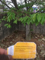 Rosaceae