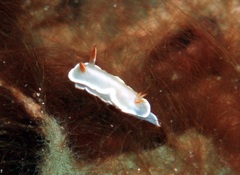 Ardeadoris angustolutea