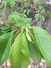 Rosaceae