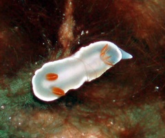 Ardeadoris angustolutea