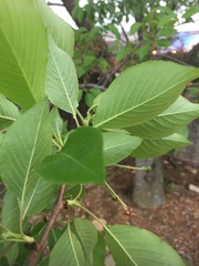 Rosaceae
