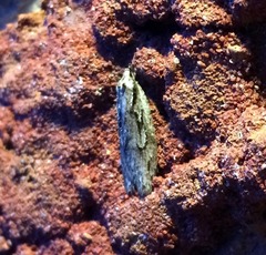 Semioscopis aurorella