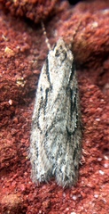 Semioscopis aurorella