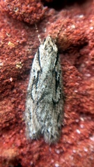 Semioscopis aurorella