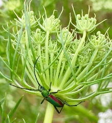 Chrysoprasis aurigena