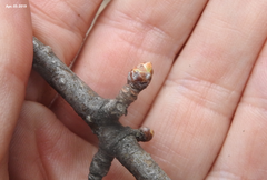 Crataegus pinnatifida