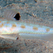Spotfin Goby - Photo (c) Francois Libert, some rights reserved (CC BY-NC), uploaded by Francois Libert