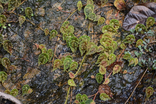 Begonia dodsonii