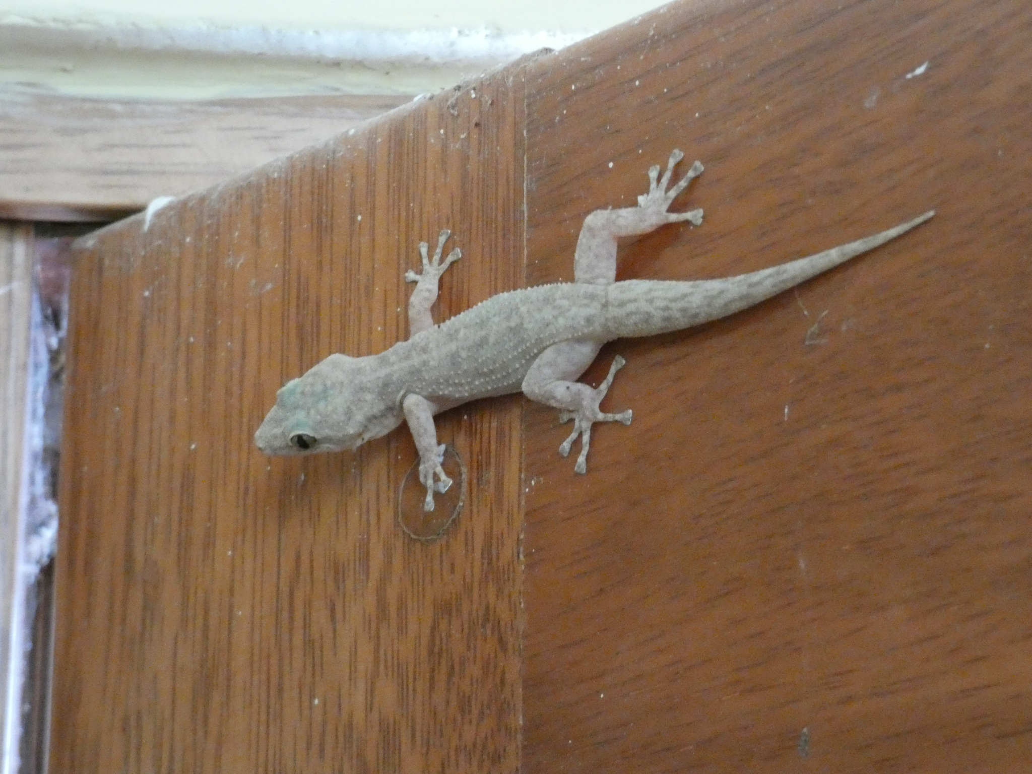 Phyllodactylus image