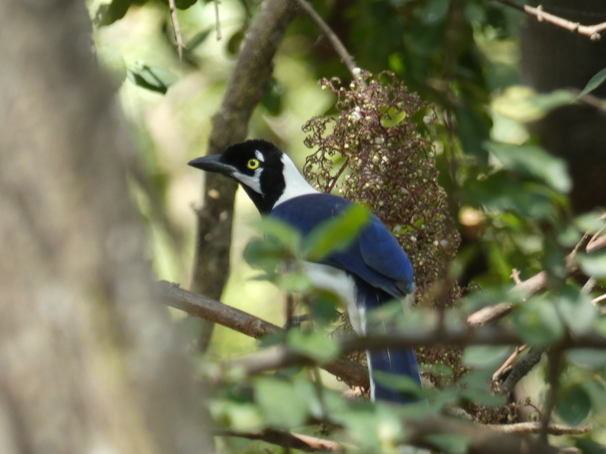 Cyanocorax mystacalis image