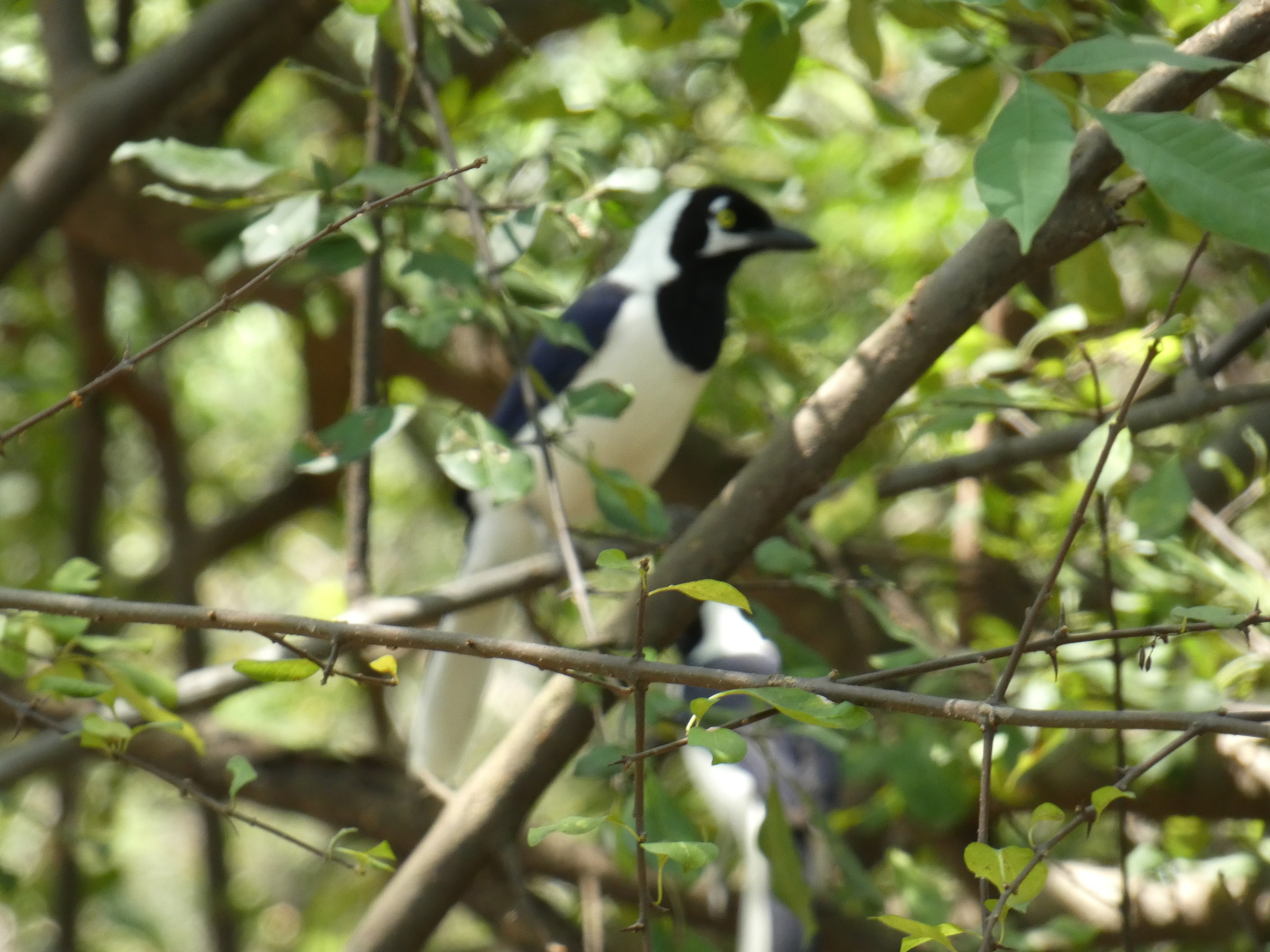 Corvidae image