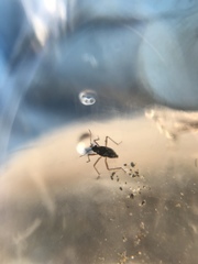 Gerromorpha