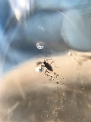 Gerromorpha
