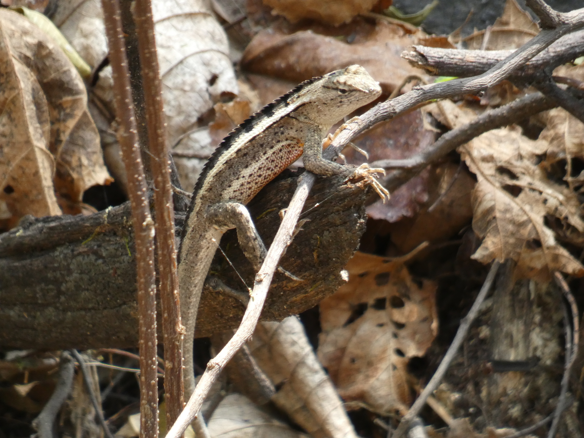 Microlophus image