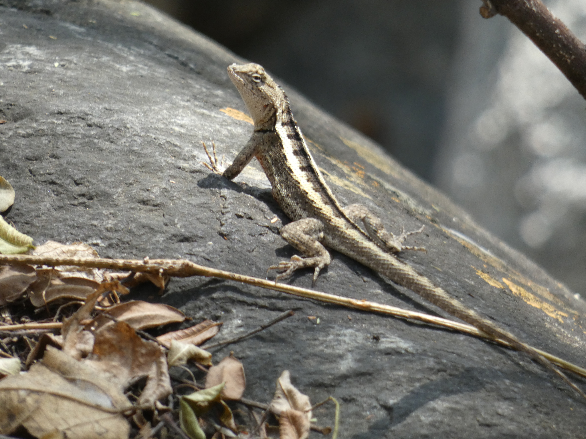 Microlophus occipitalis image