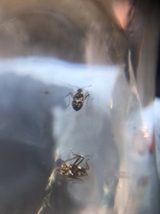 Gerromorpha