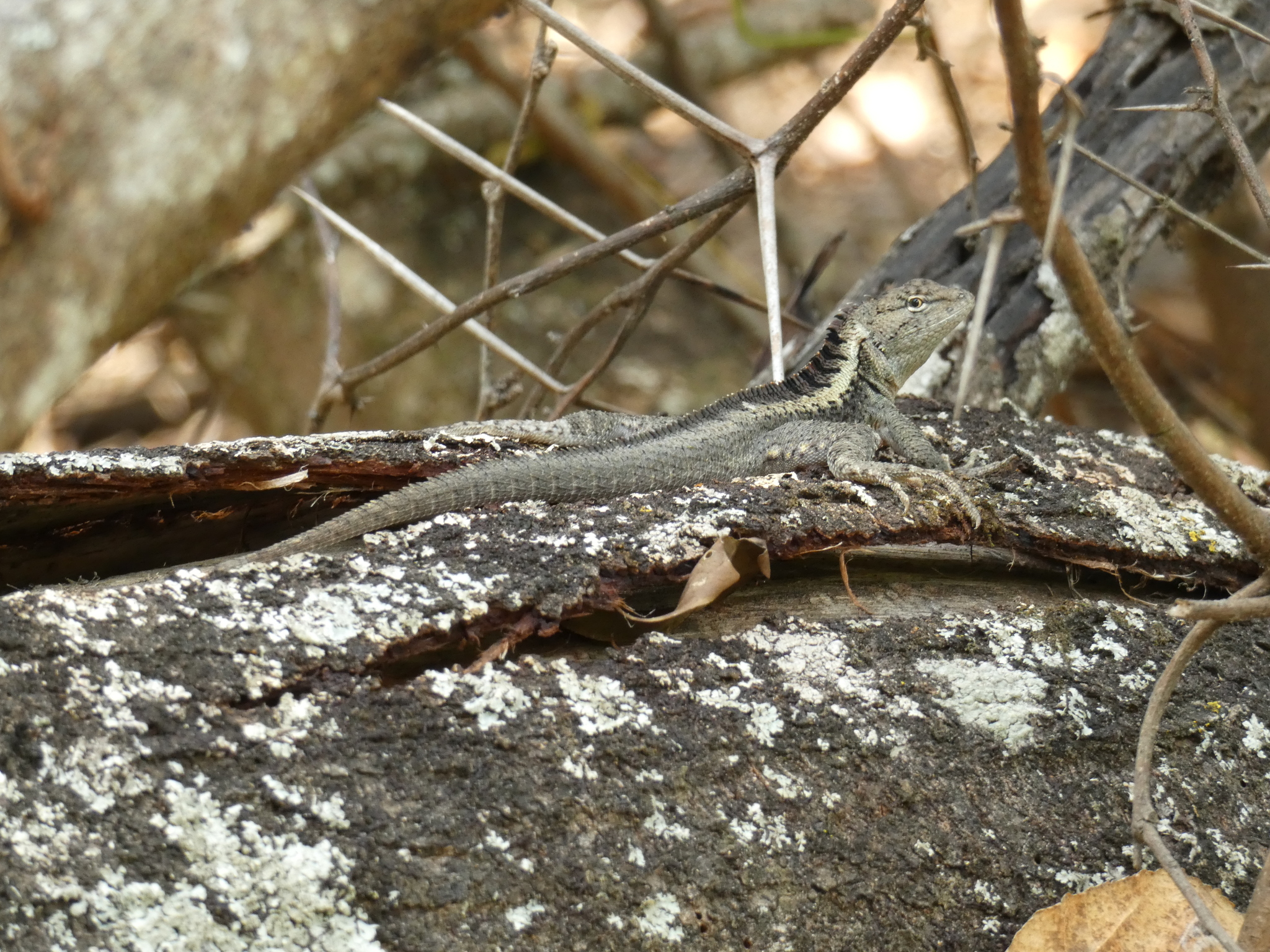 Microlophus image