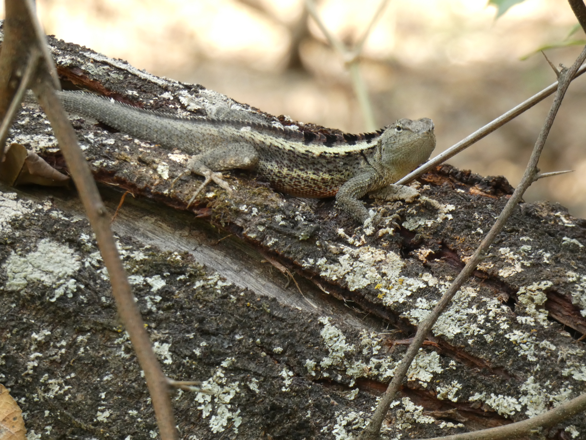 Microlophus image