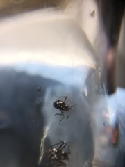 Gerromorpha