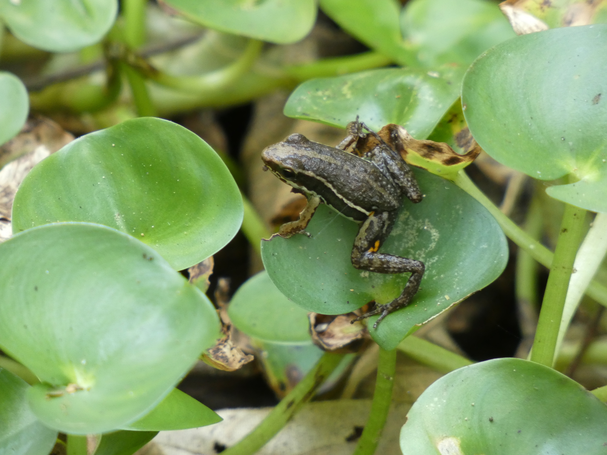 Epipedobates image